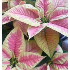 Marble Poinsettia in Basket (Extra Large)