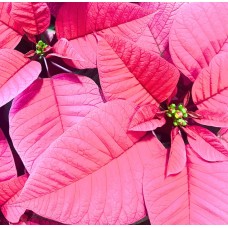 Pink Poinsettia in Basket (Extra Large)