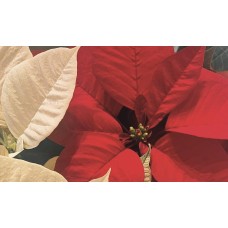 Red White Combo Poinsettia in Basket (Extra Large)
