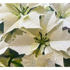 White Poinsettia in Basket (Extra Large)