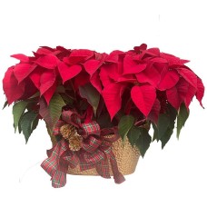 Luxury Poinsettia