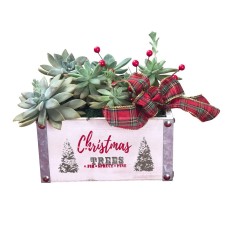 Santa's Succulent