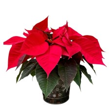 Poinsettia in Stylish Container