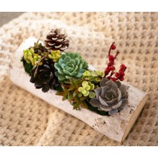 Winter Succulent Log