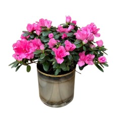 Urban Azalea