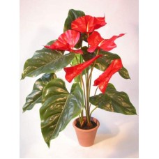 Potted Anthurium