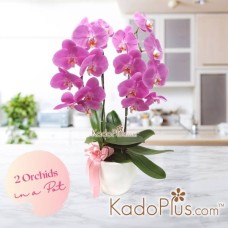 Potted Purple Ochids (2 stems)