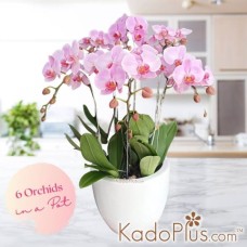 Potted Pink Ochids (6 stems)