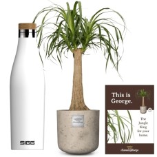 This is George (Beaucarnea recurvata) with SIGG water bottle Meridian White 0.5L