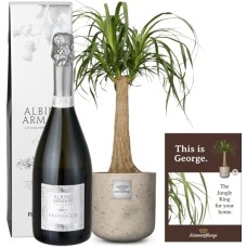 This is George (Beaucarnea recurvata) with Prosecco Albino Armani DOC (75 cl)