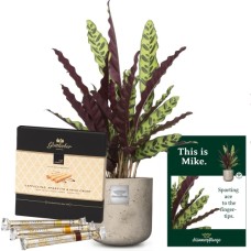This is Mike (Calathea) with Gottlieber HÃ¼ppen Â«Special Edition for FleuropÂ»