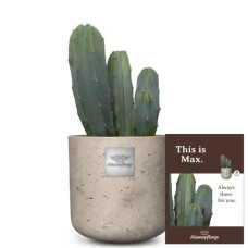 This is Max (Myrtillocactus)