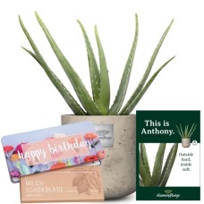 This is Anthony (Aloe vera) with Delicate Flowers with Munz bar of chocolate Happy Birthday
