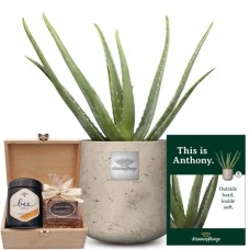 This is Anthony (Aloe vera) with Honey & Sweet gift box from Bee-Family & Gottlieber