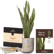 This is Harry (Sansevieria laurentii) with Gottlieber Happen 