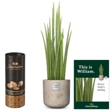 This is William (Sansevieria Mikado) with Gottlieber cocoa almonds