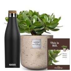 This is Bill (Crassula ovata) with SIGG water bottle Meridian Black 0.5L