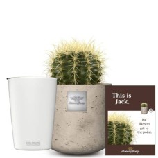 This is Jack (Echinocactus grusonii) with SIGG travel mug NESO Cup Pure Ceram White 0.3L