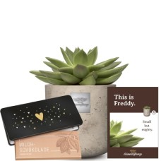 This is Freddy (Echeveria) with Munz bar of chocolate «Heart»