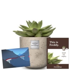 This is Freddy (Echeveria) with a CHF 25.- gift voucher from the Rhaetian Railway