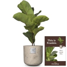 This is Frankie (Ficus lyrata bambino)