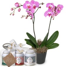 Pink Dream (orchid) with Gottlieber tea gift set and hanging gift tag «Thank You»