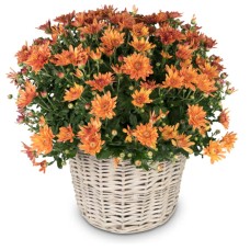 Autumn Magic (orange chrysanthemum)