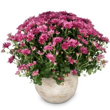 Autumn Mood (pink chrysanthemum)