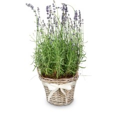 Scent of Provence (lavender)