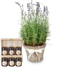 Scent of Provence (lavender) with Bee-Family honey gift set