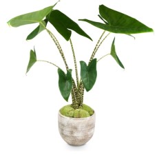Modern Living (Alocasia zebrina)