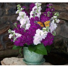 Floral Stock Pot