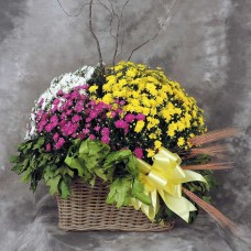 Garden Mum Planter