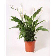 Spathiphyllum
