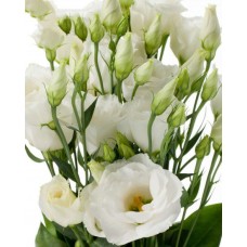 Eustoma