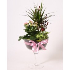 Plants Arrangement