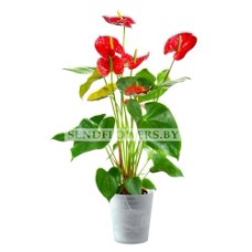 Anthurrium Plant