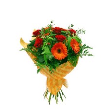 Gerbera's dream