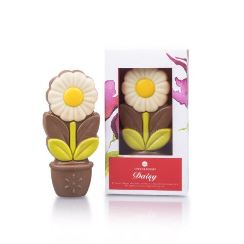 Daisy white - Chocolate flower