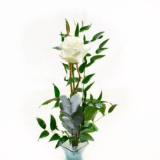Cream Rose
