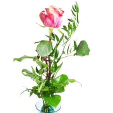 Pink and cream rose