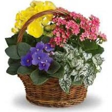 Country life (Standard arrangement)
