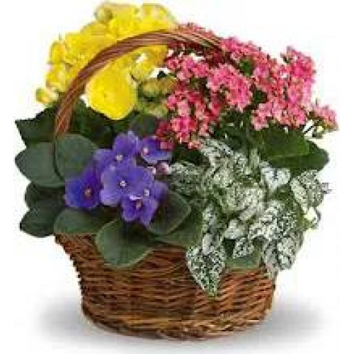Country life (Standard arrangement)