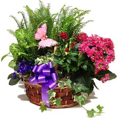 Myriam (Standard arrangement)