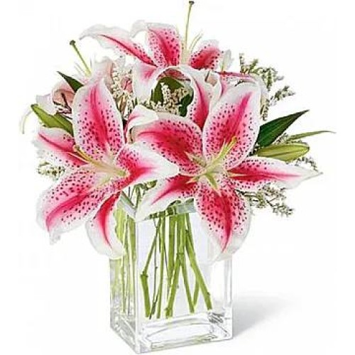 Manila (Standard arrangement)