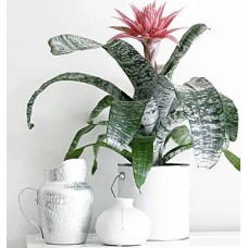 Bromelia (Deluxe arrangement)