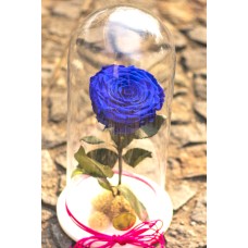 Preserved Rose Xxl In Capsule (Pink XXL preserved Blue or Rainbow)