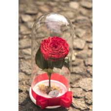 Rosa Preservada XXL en capsula_2
