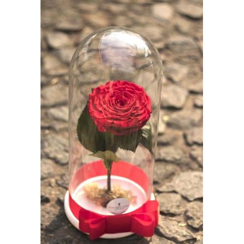 Rosa Preservada XXL en capsula_2