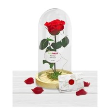 Rose Beauty & Beast Valentine's Day